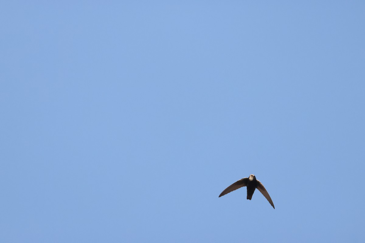 Little Swift - ML641907504