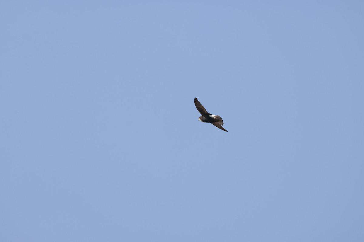 Little Swift - ML641907507