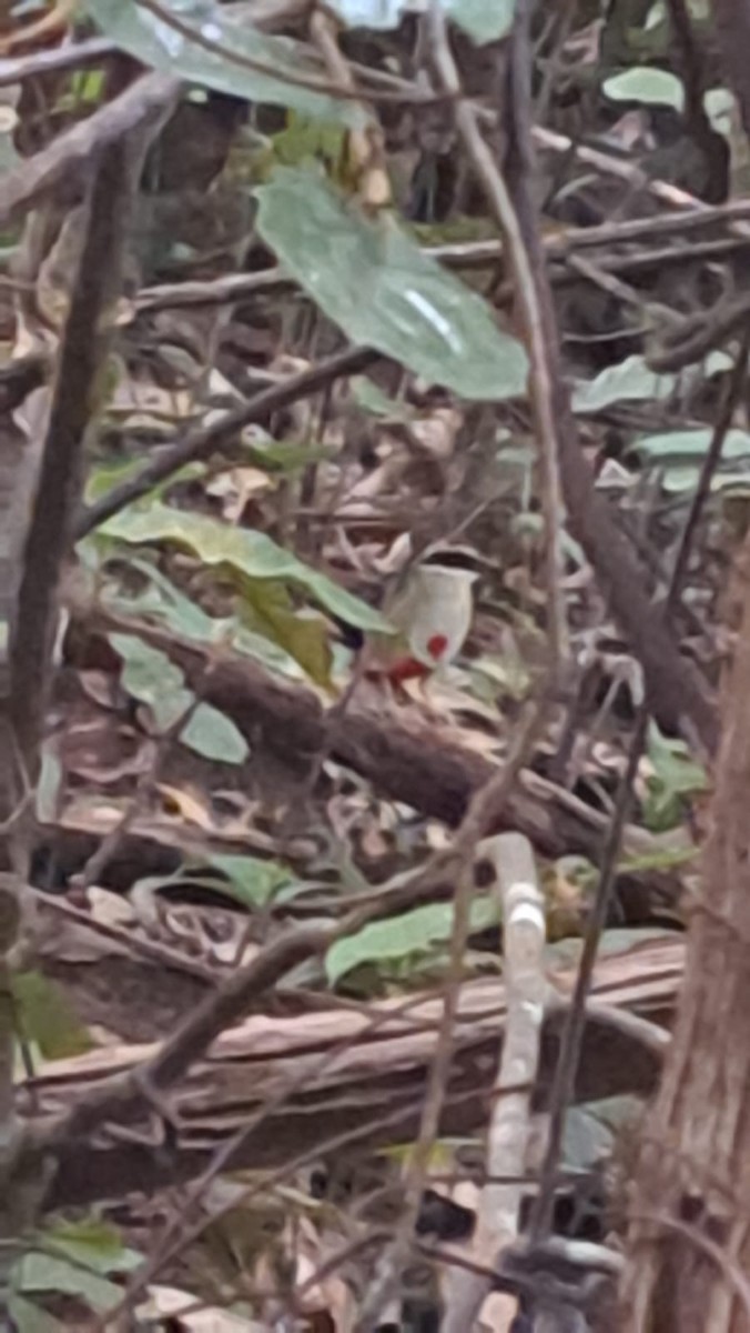 Fairy Pitta - ML641907510
