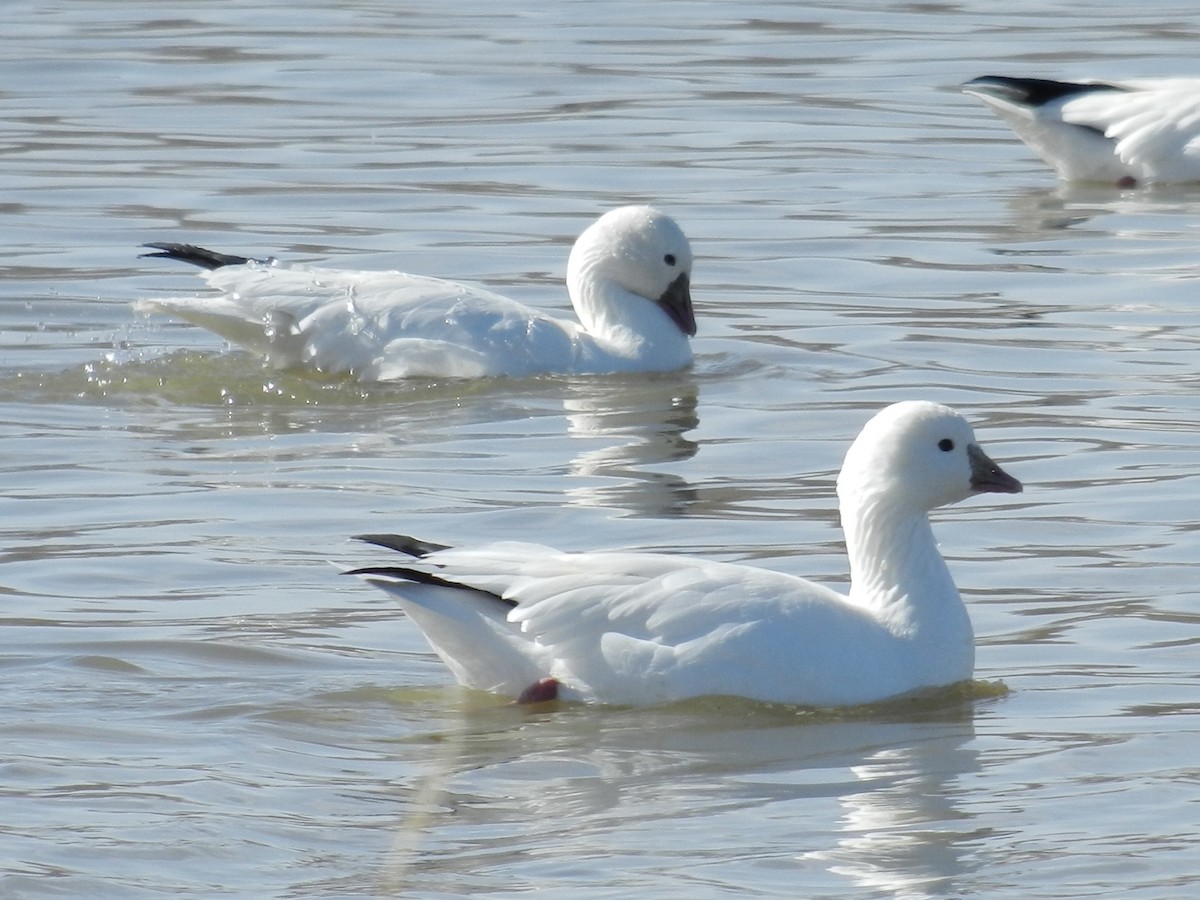 Ross's Goose - ML641907511