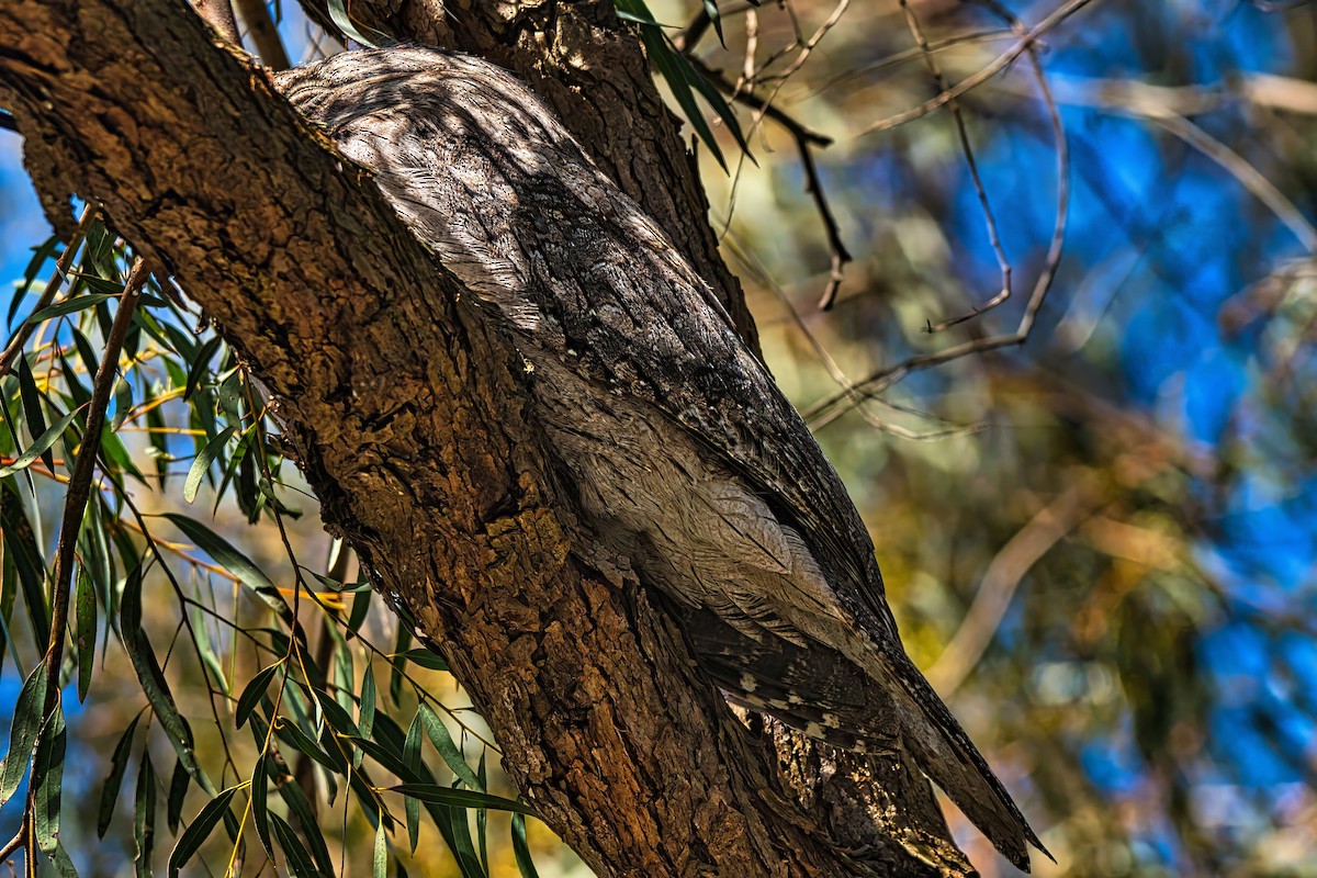 Podargo Australiano - ML641907521