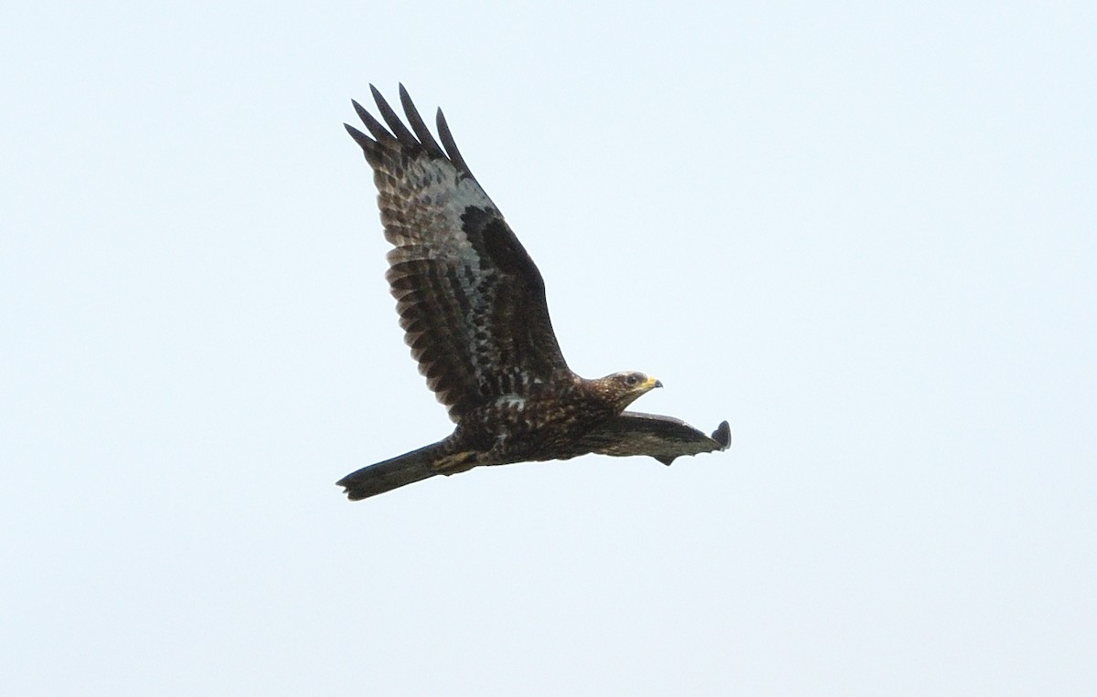 European Honey-buzzard - ML641907526