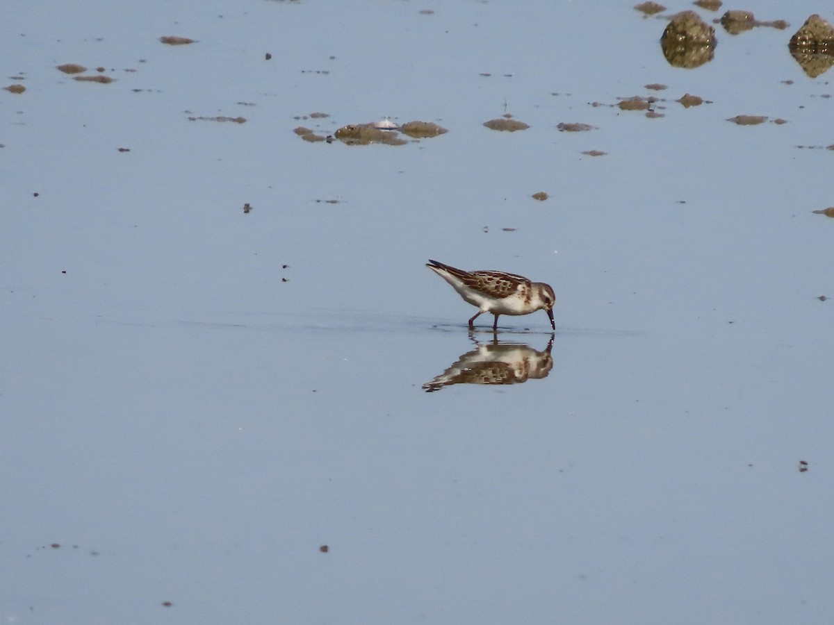 Little Stint - ML641907534