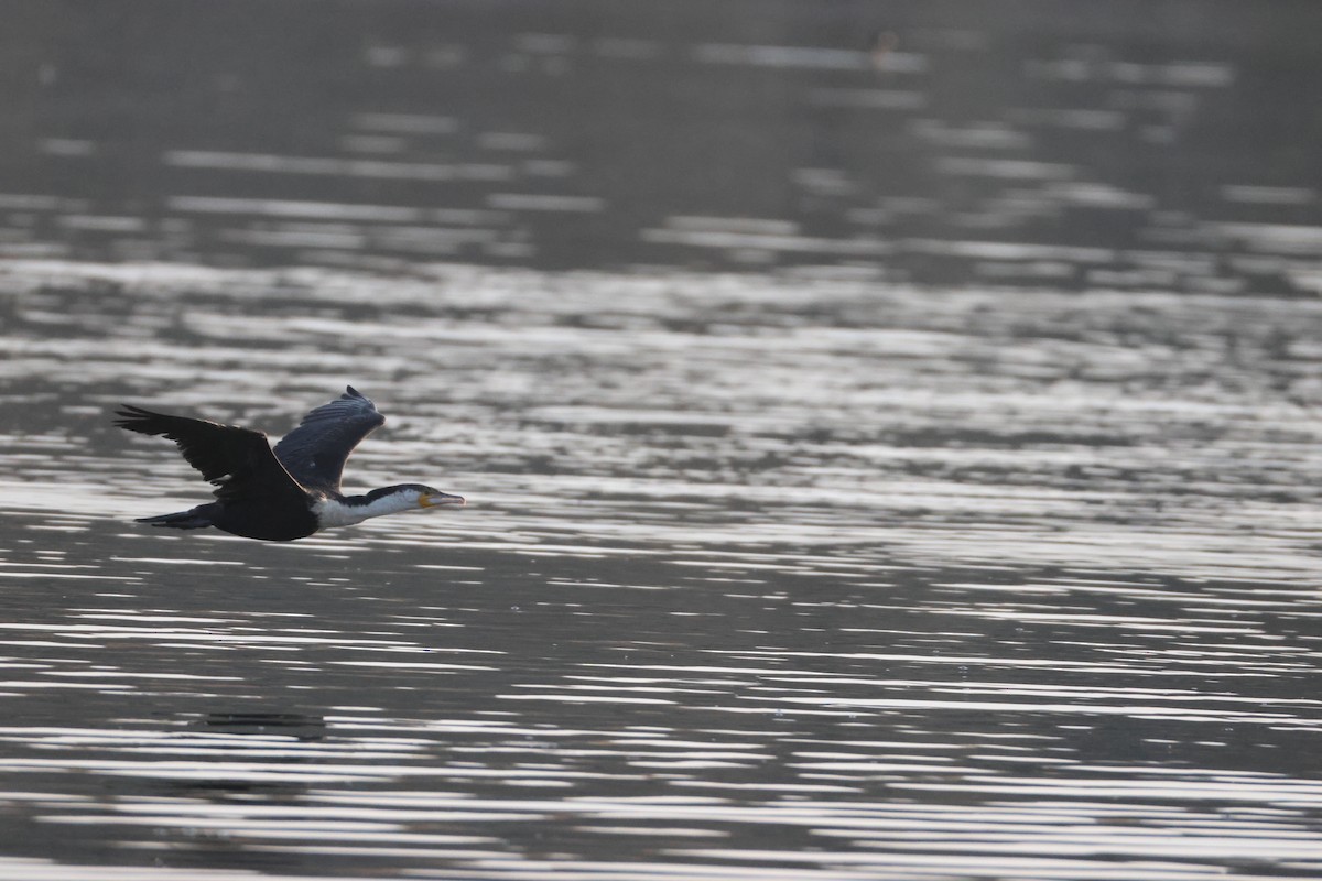 kormorán velký (ssp. lucidus) - ML641907540