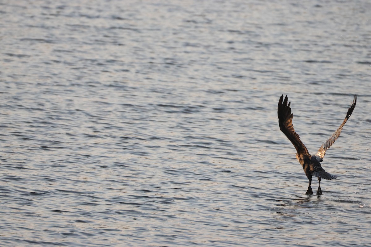kormorán velký (ssp. lucidus) - ML641907543