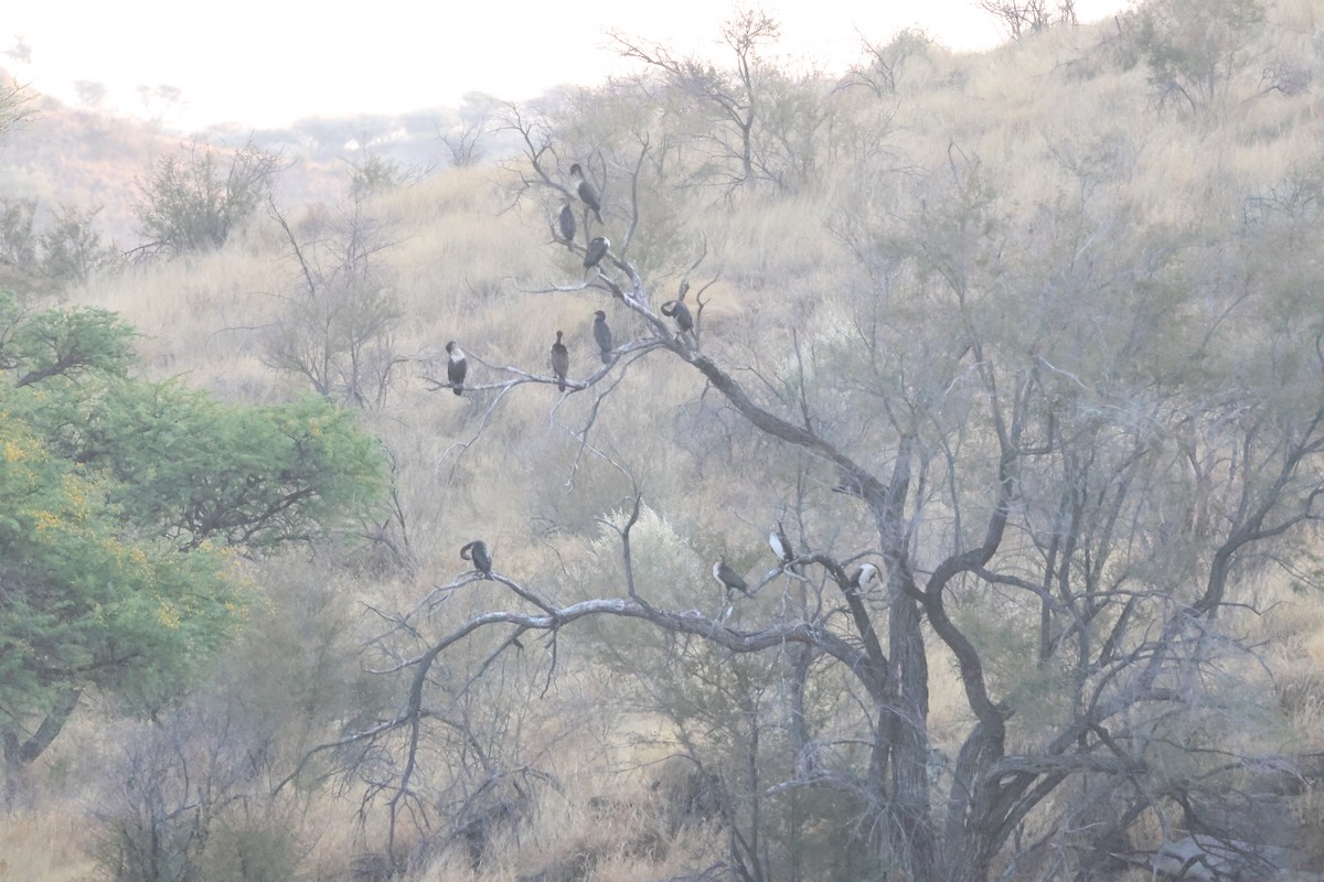 kormorán velký (ssp. lucidus) - ML641907544