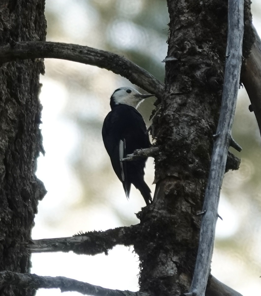 Pico Cabeciblanco - ML641907561