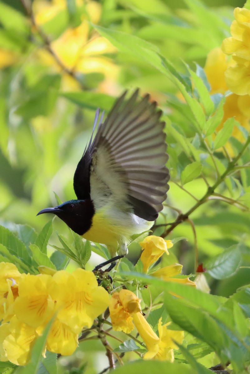 Purple-rumped Sunbird - ML641907564