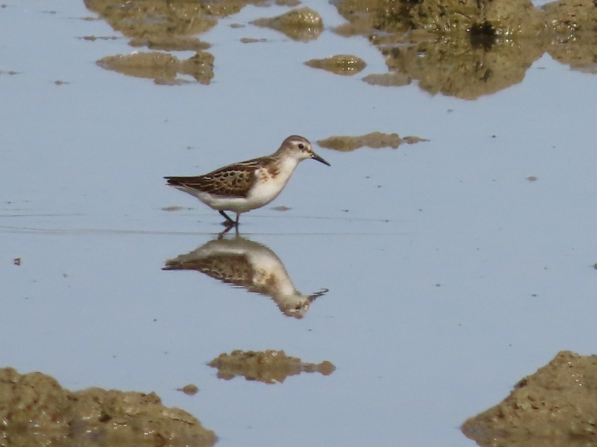 Little Stint - ML641907568