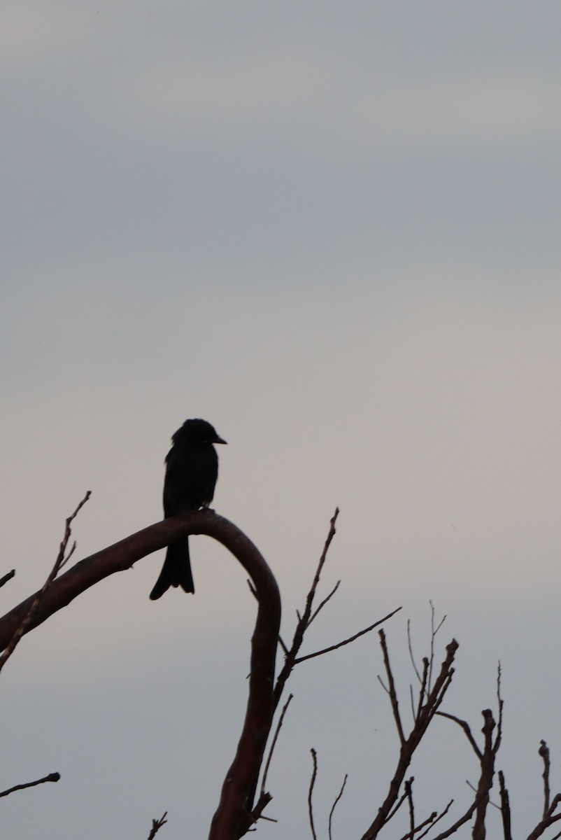 Black Drongo - ML641907570