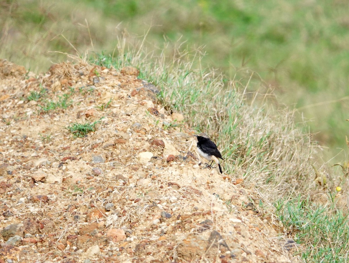 Abyssinian Wheatear - ML641907576