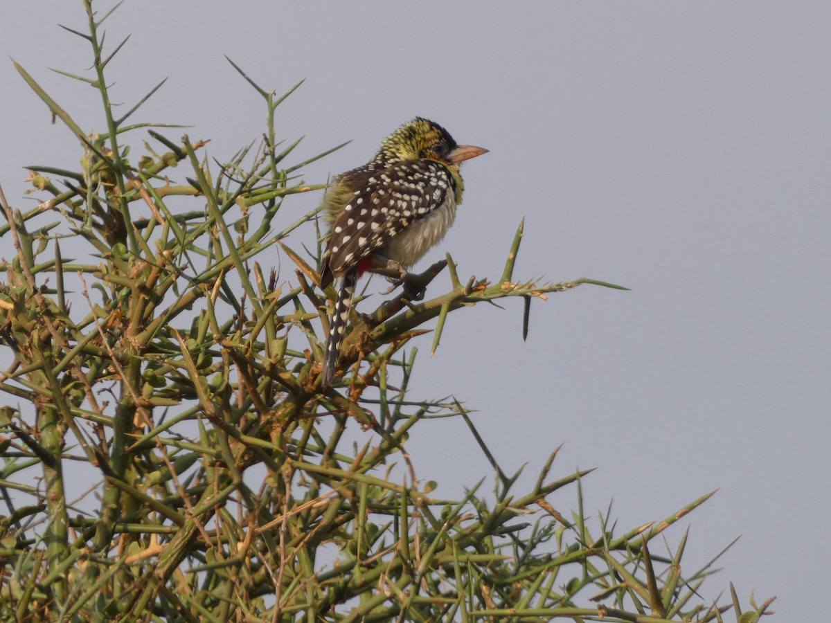 D'Arnaud's Barbet - ML641907582