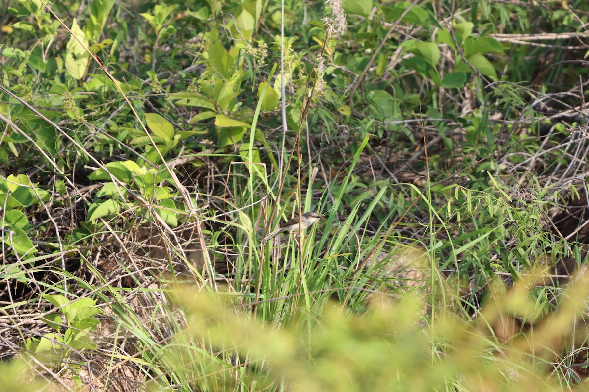 Gray-breasted Prinia - ML641907599