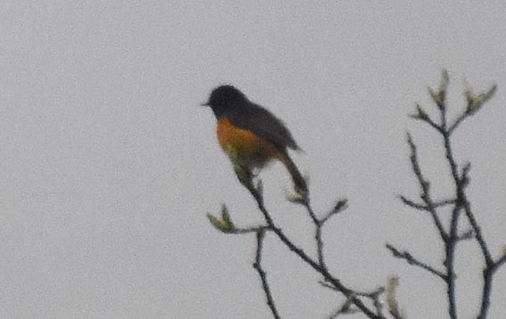 Blue-fronted Redstart - ML641907647
