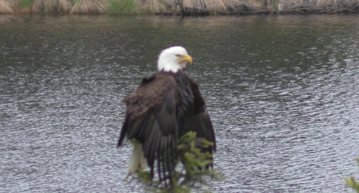 Bald Eagle - ML641907650
