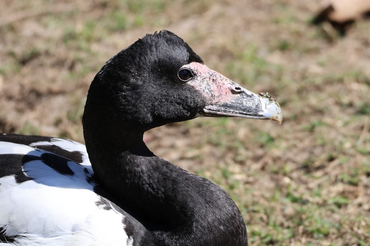 Magpie Goose - ML641907656