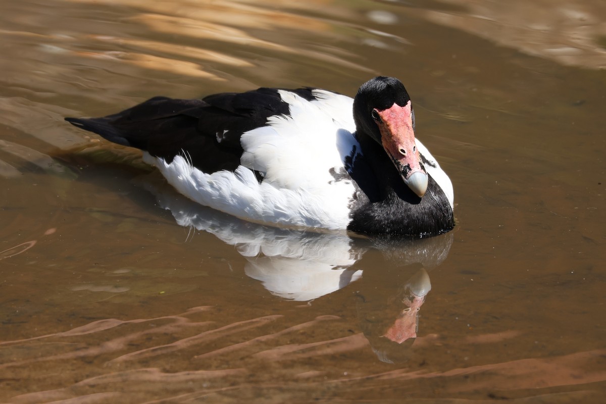 Magpie Goose - ML641907658