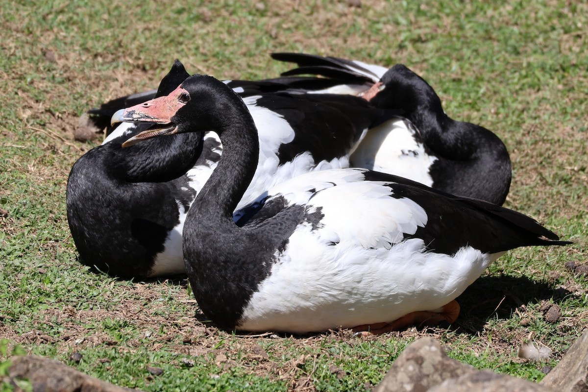 Magpie Goose - ML641907659