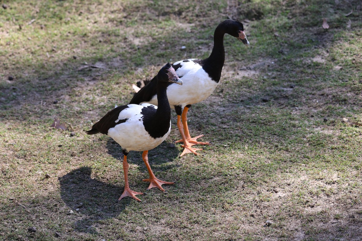 Magpie Goose - ML641907660