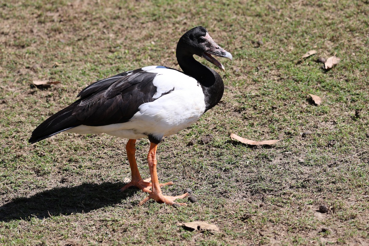 Magpie Goose - ML641907661