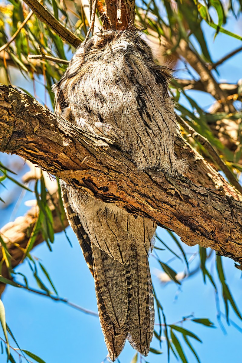 Podargo Australiano - ML641907668