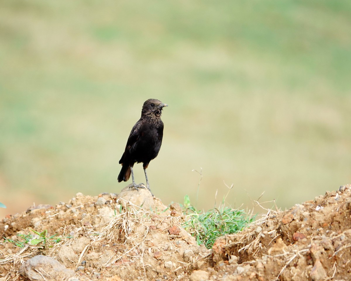 Northern Anteater-Chat - ML641907696