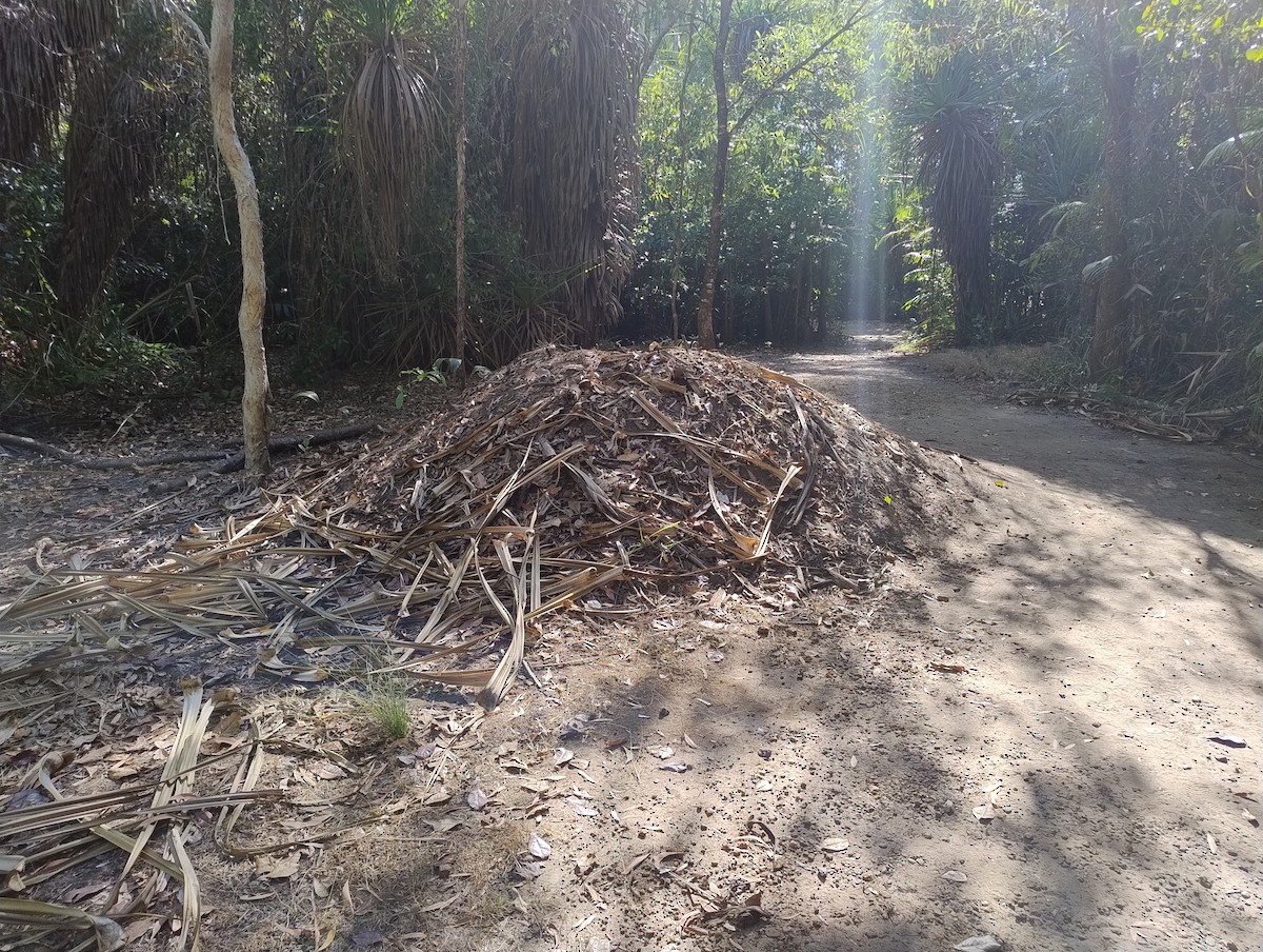 Orange-footed Megapode - ML641907706