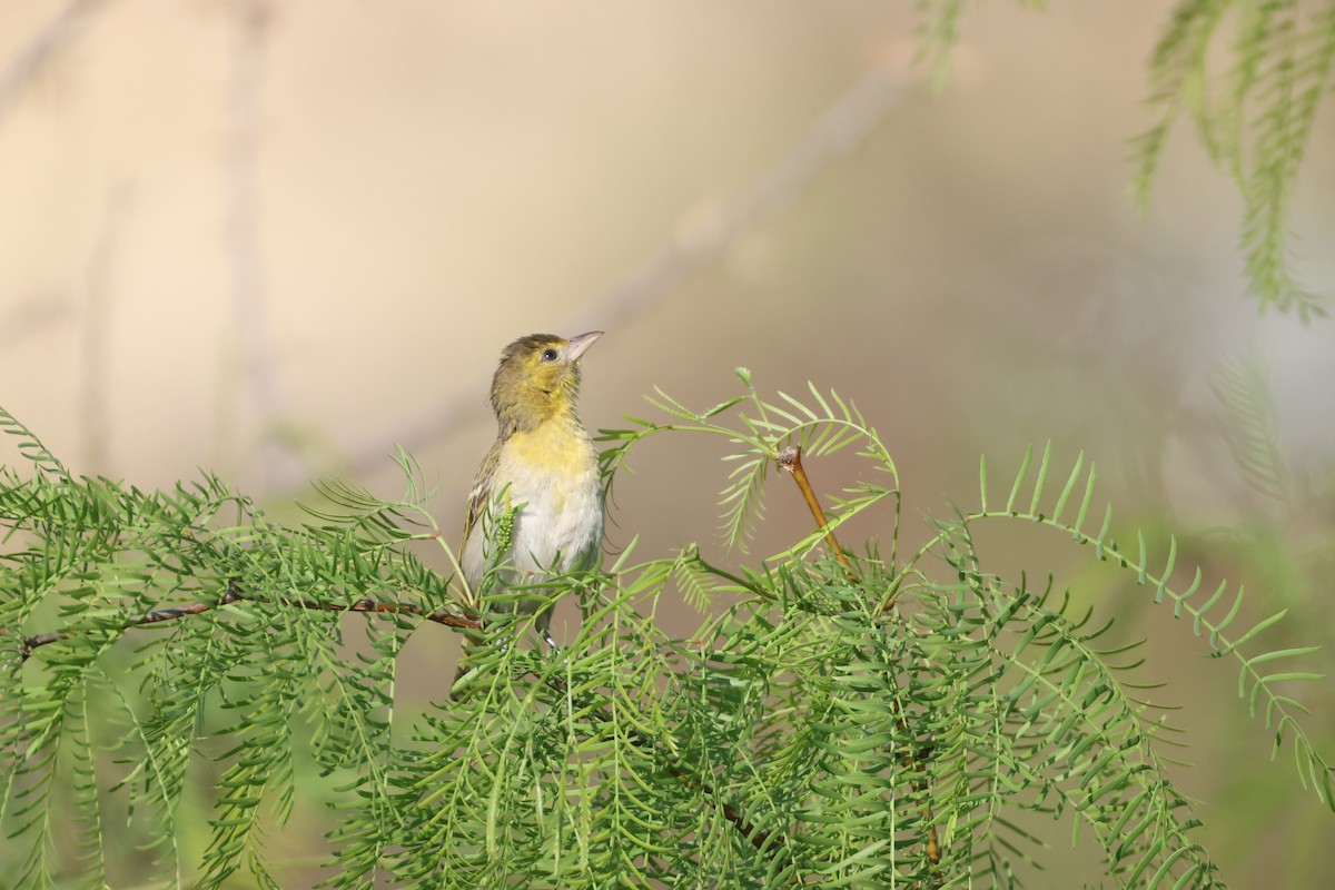 Lesser Masked-Weaver - ML641907718