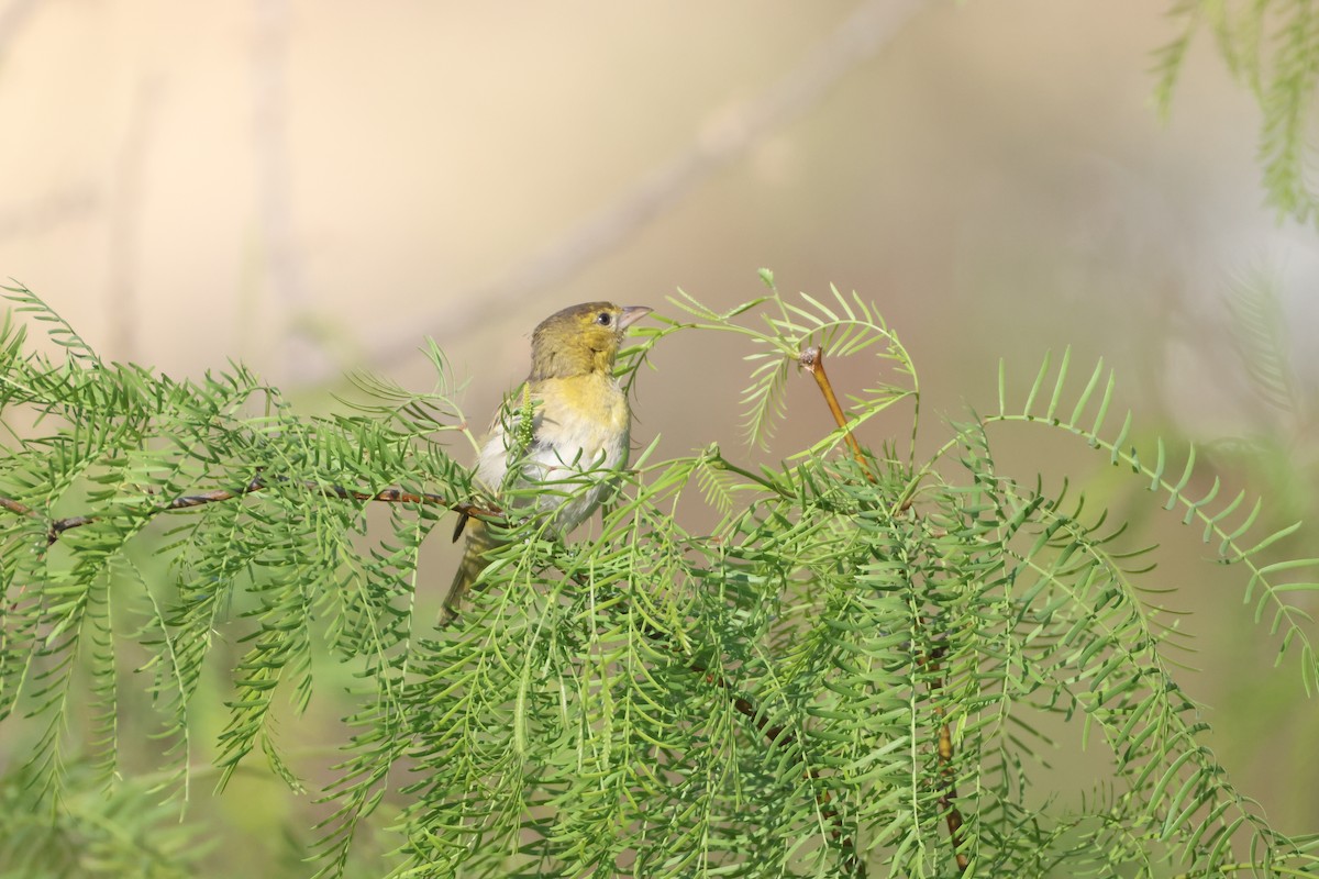 Lesser Masked-Weaver - ML641907719