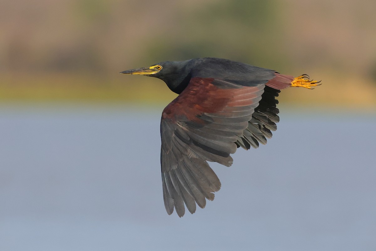 Rufous-bellied Heron - ML641907732