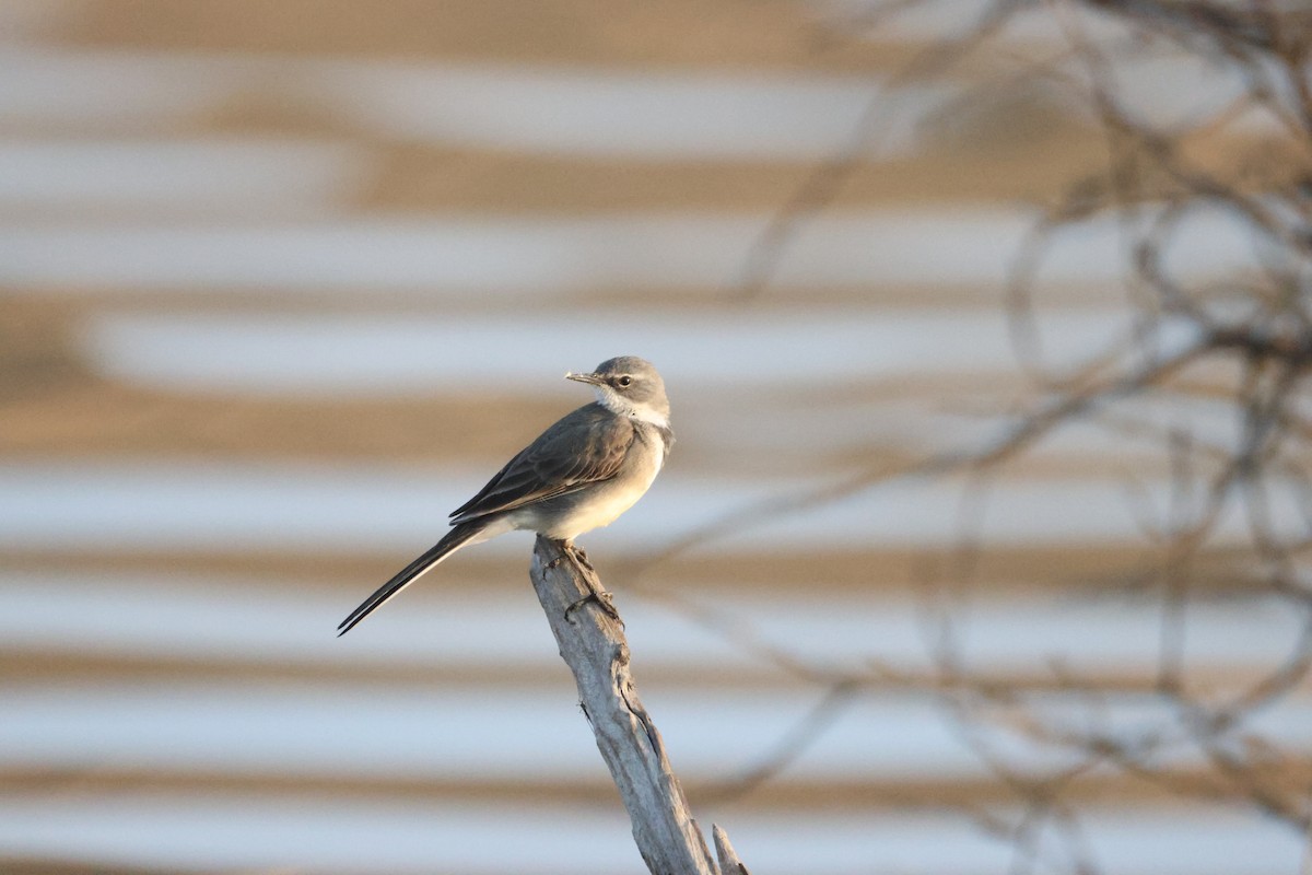 Cape Wagtail - ML641907749