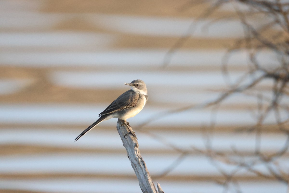Cape Wagtail - ML641907750