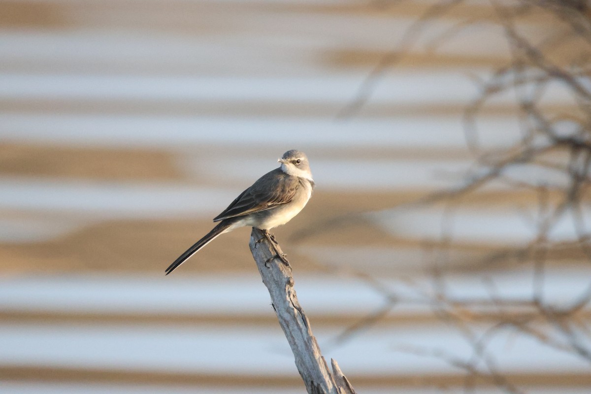 Cape Wagtail - ML641907751