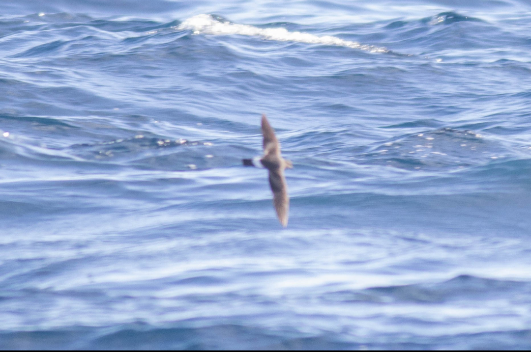 Band-rumped Storm-Petrel - ML641907755