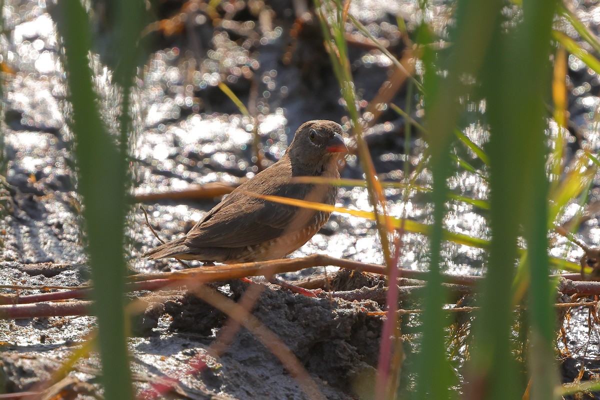 Quailfinch - ML641907759