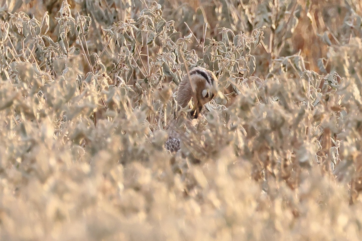 Double-striped Thick-knee - ML641907760