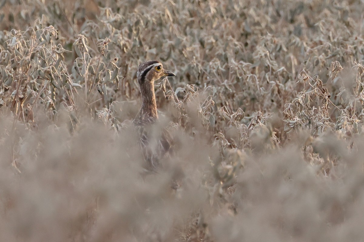Double-striped Thick-knee - ML641907764