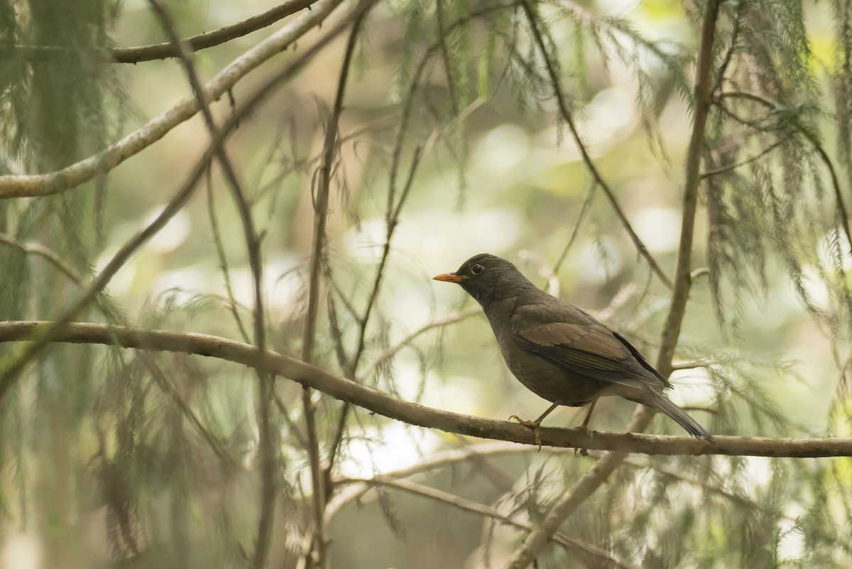 Gray-winged Blackbird - ML641907767