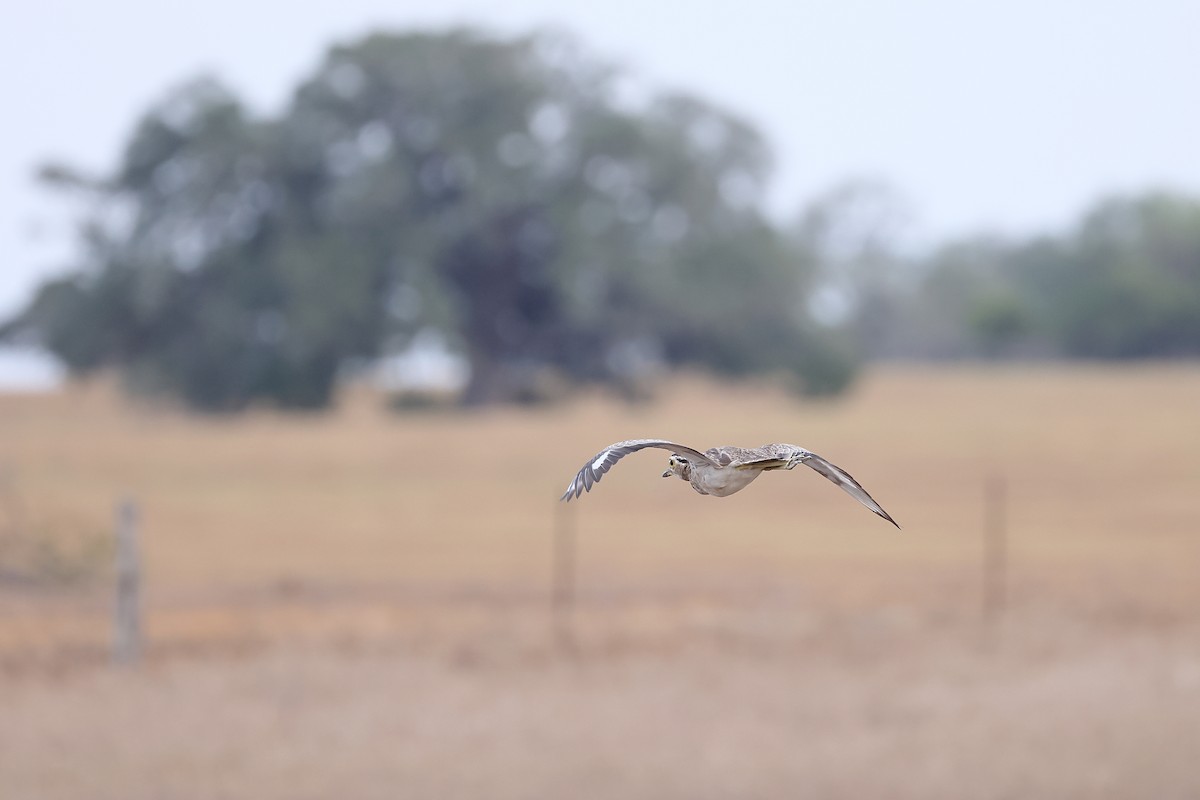 Double-striped Thick-knee - ML641907768