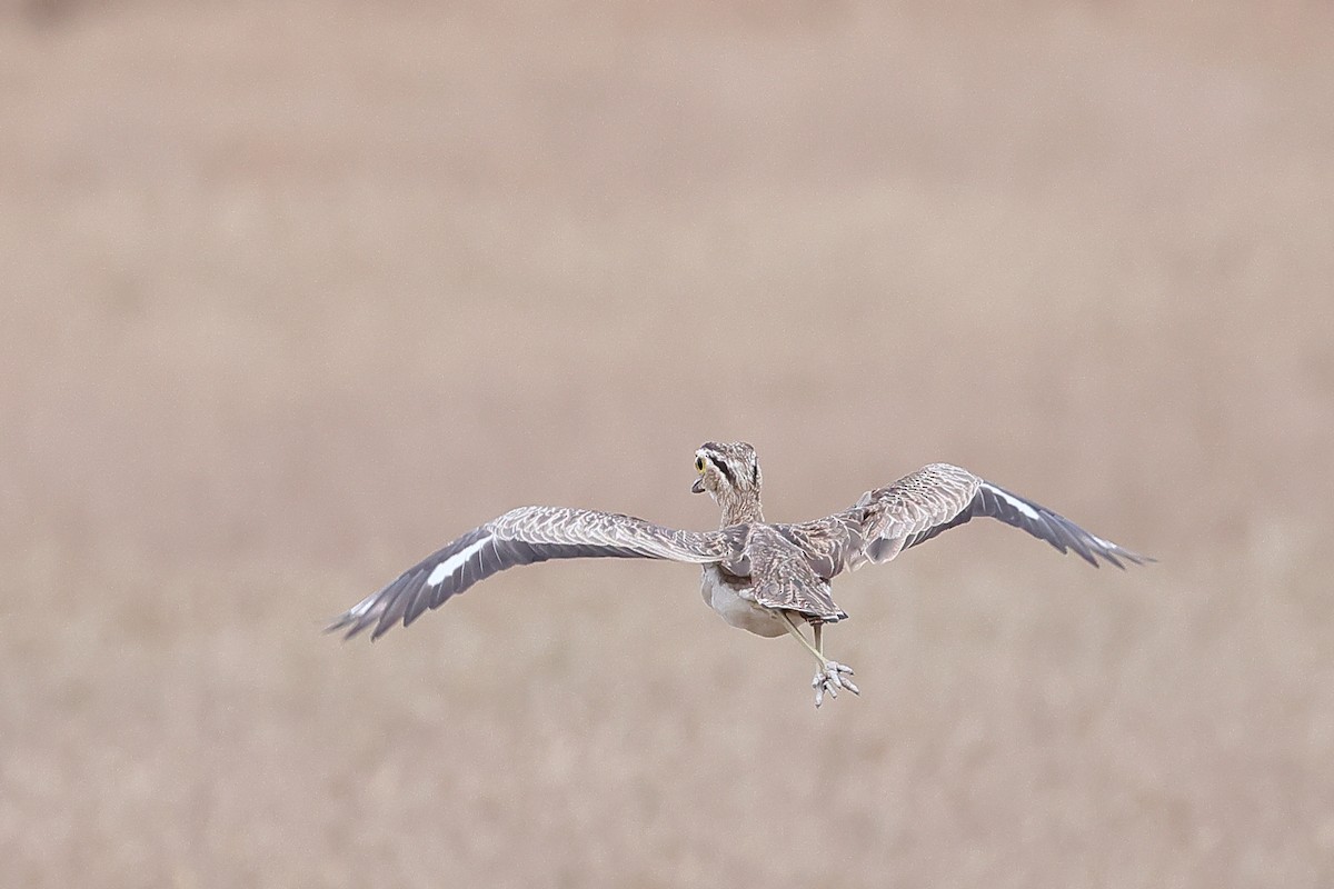 Double-striped Thick-knee - ML641907769