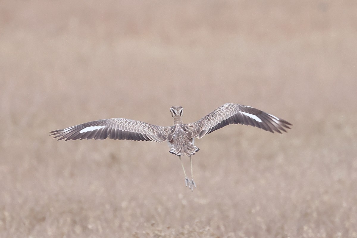 Double-striped Thick-knee - ML641907770