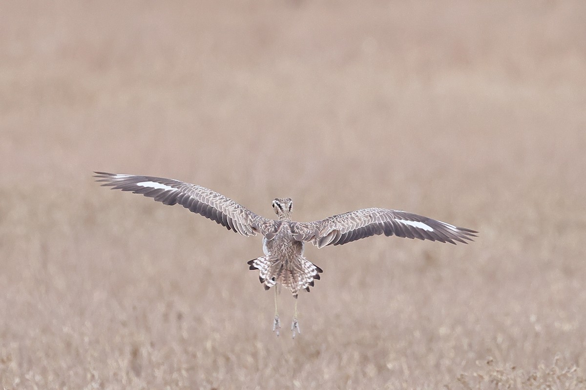 Double-striped Thick-knee - ML641907773