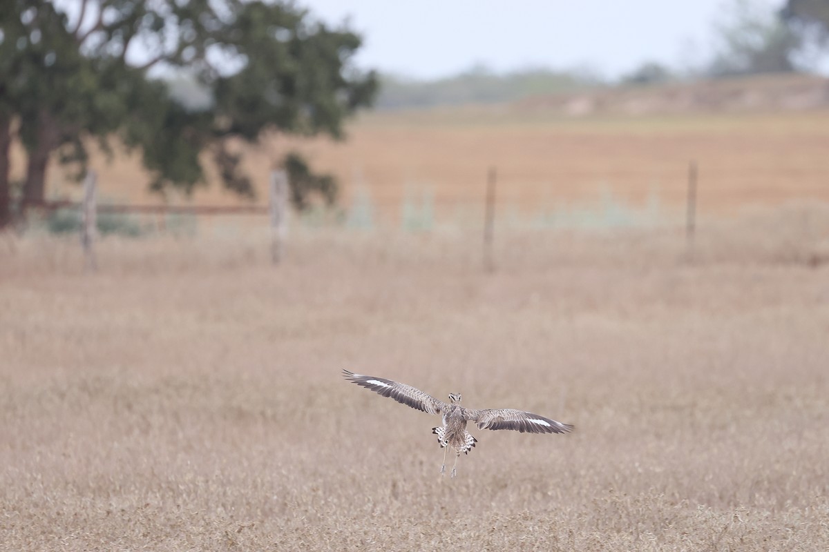 Double-striped Thick-knee - ML641907779