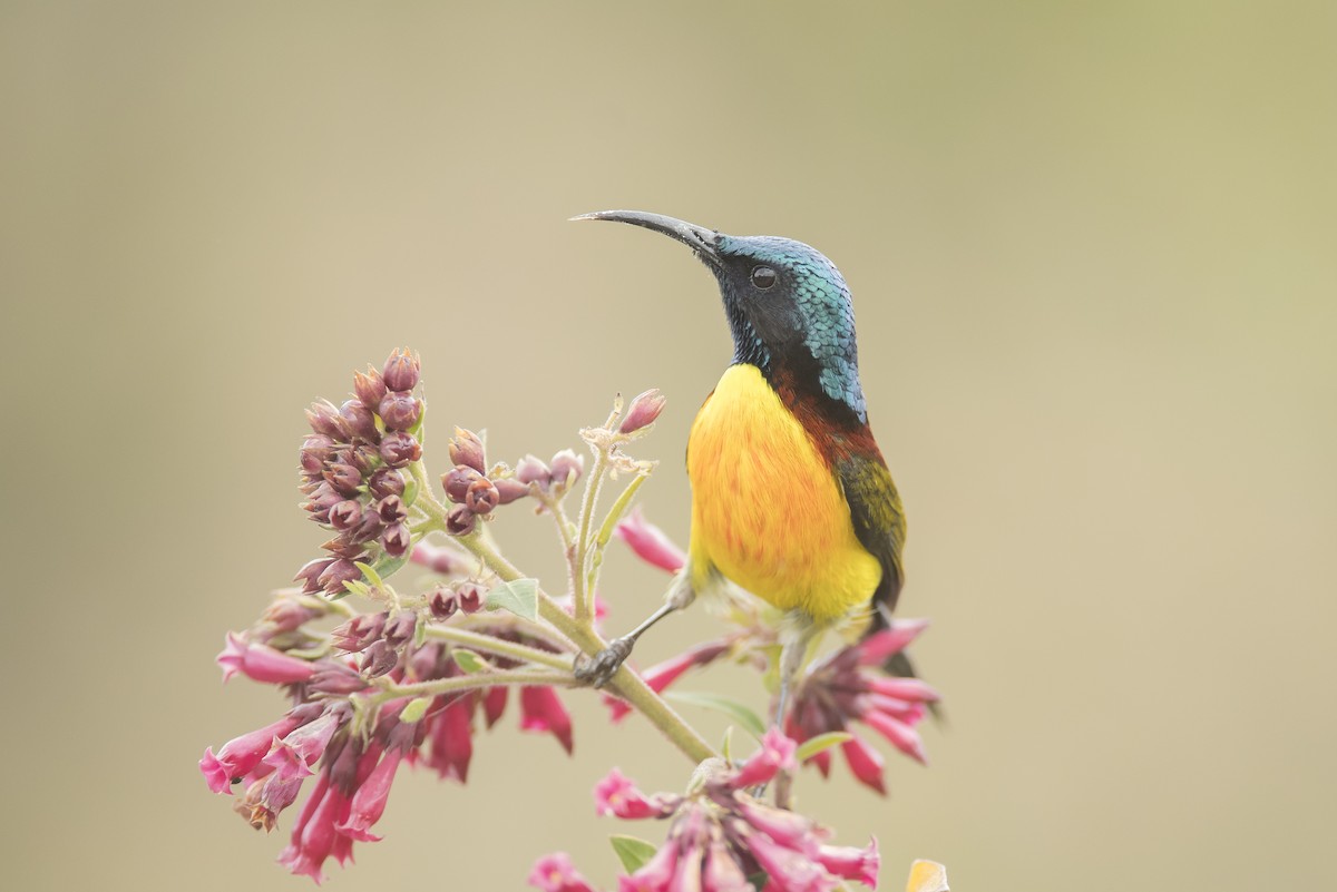 Green-tailed Sunbird - ML641907782