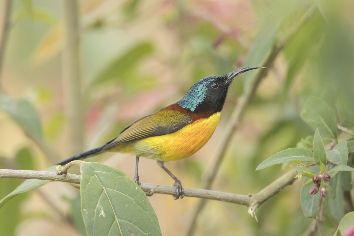 Green-tailed Sunbird - ML641907783