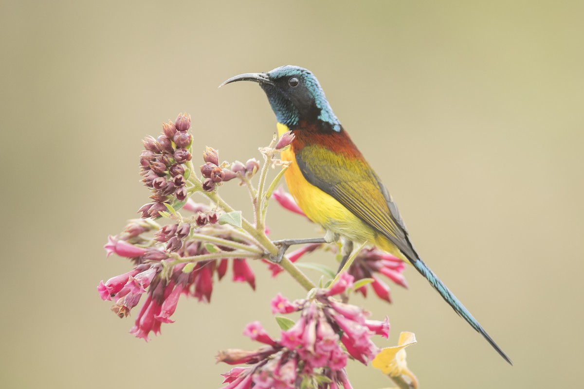 Green-tailed Sunbird - ML641907784