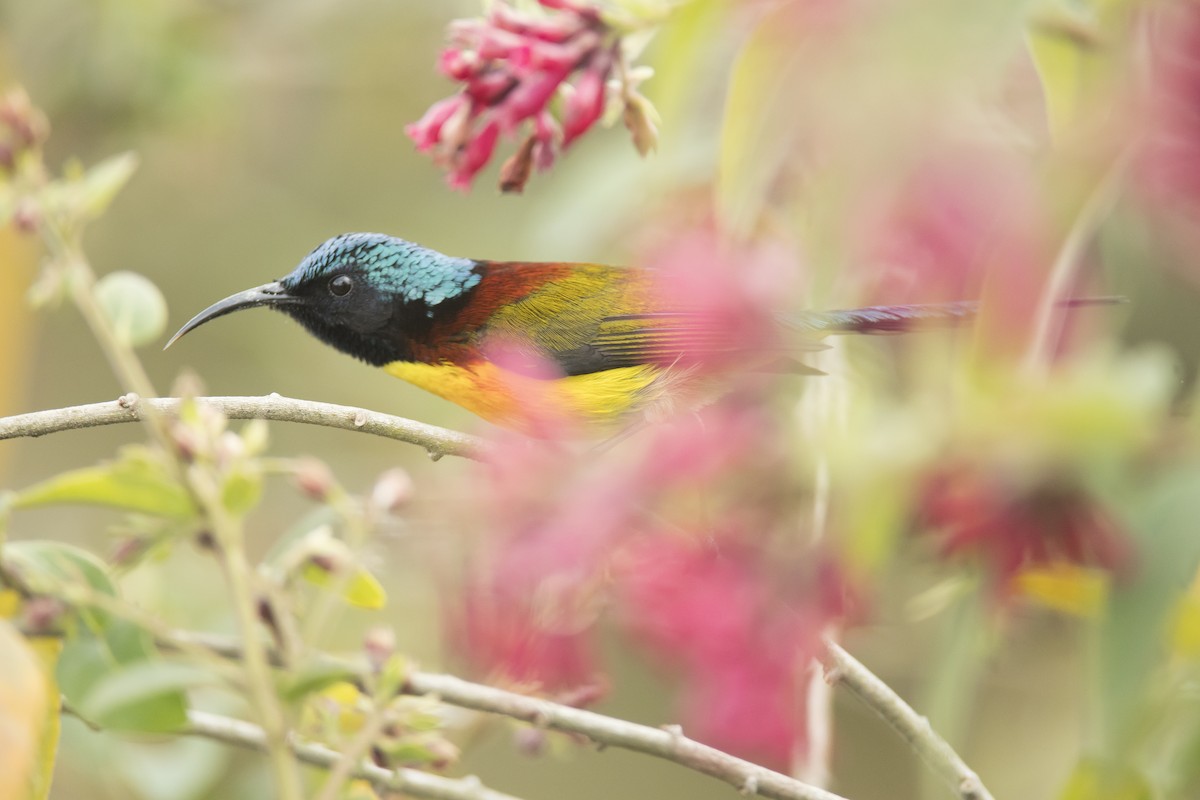 Green-tailed Sunbird - ML641907785