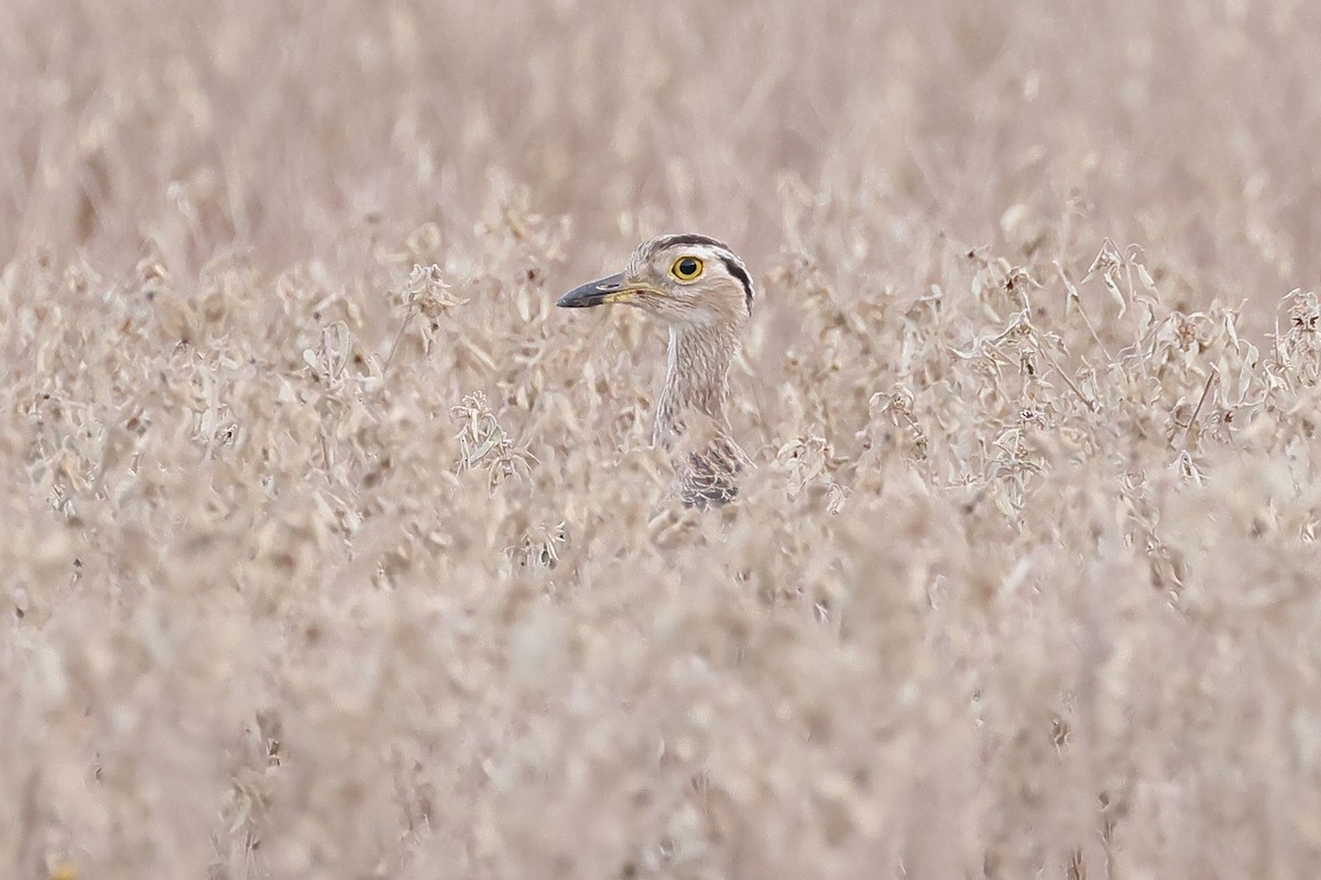 Double-striped Thick-knee - ML641907814