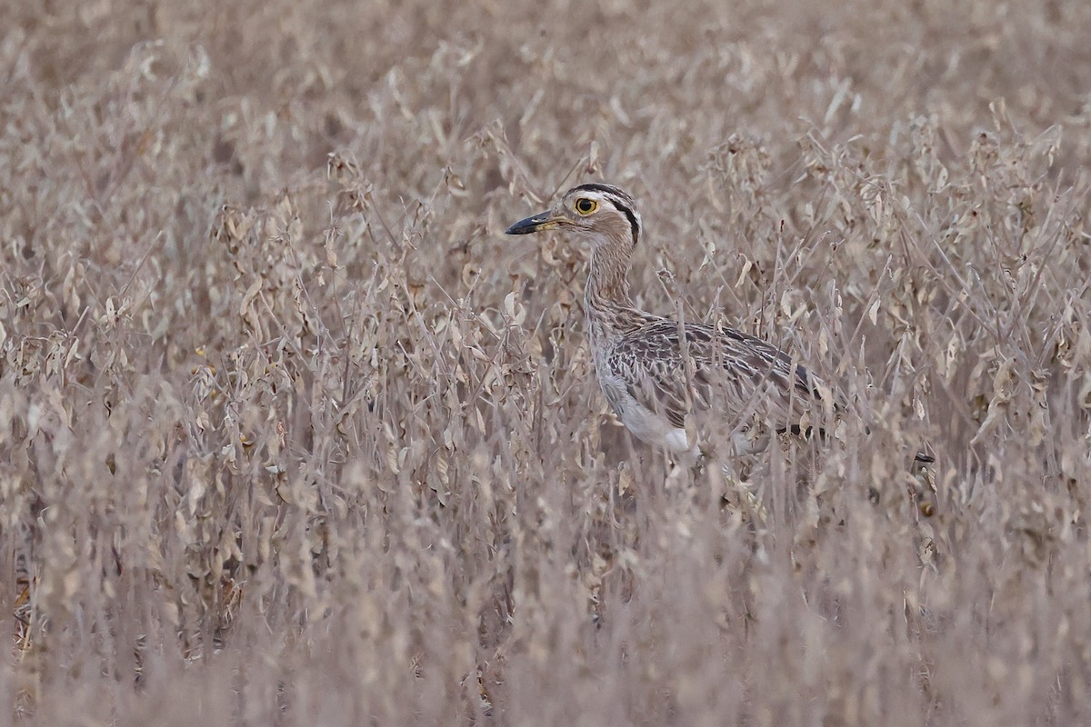 Double-striped Thick-knee - ML641907822