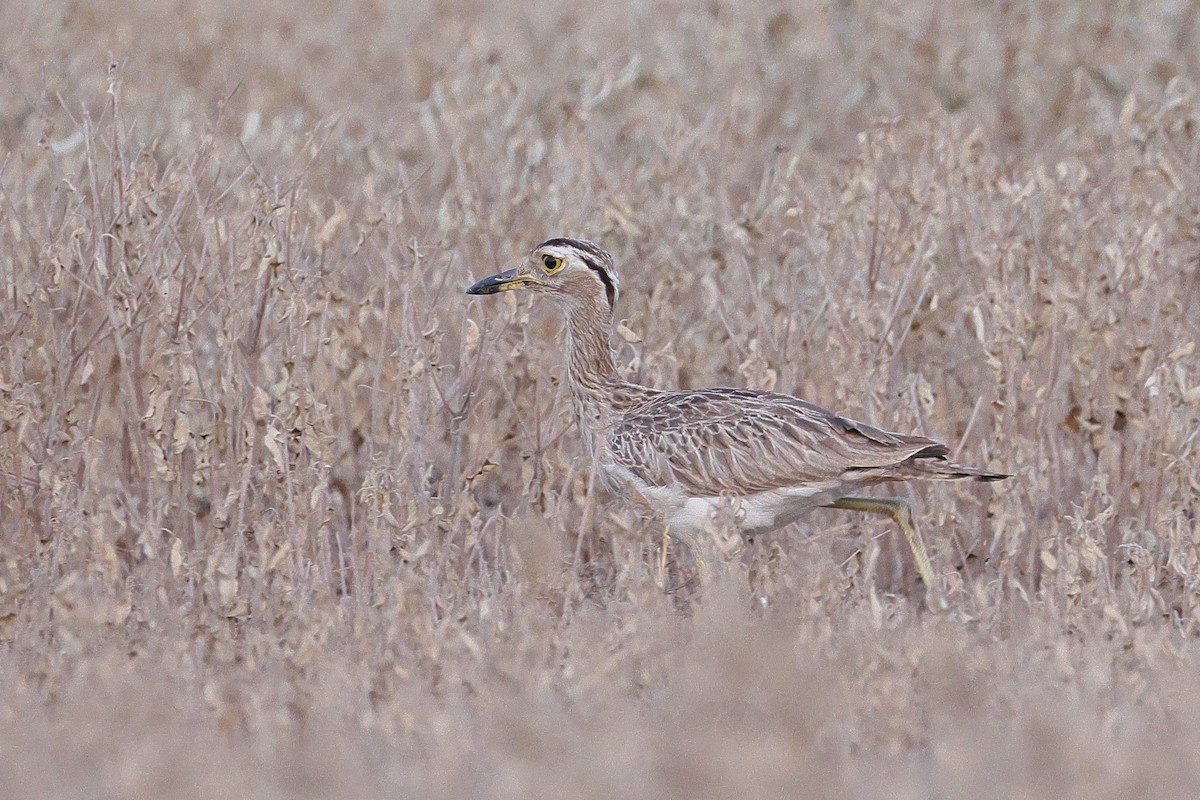 Double-striped Thick-knee - ML641907823